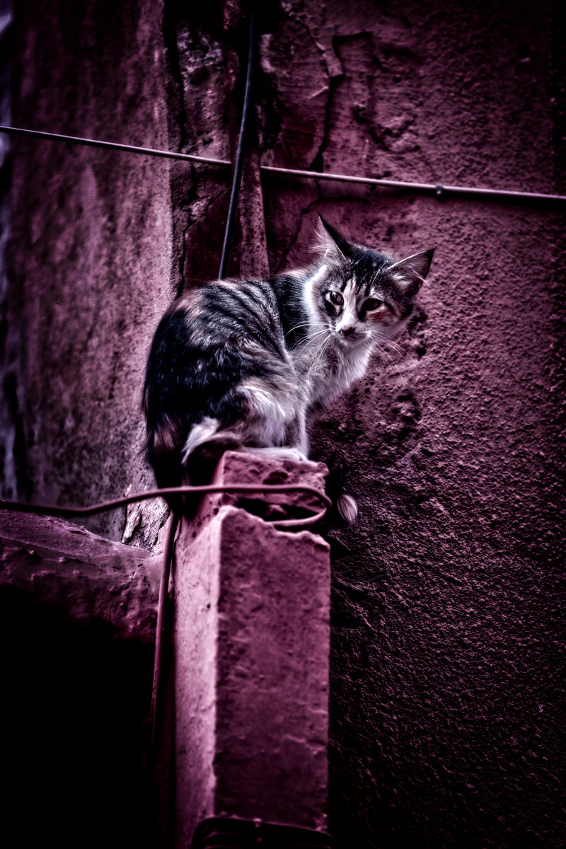 Sur le mur